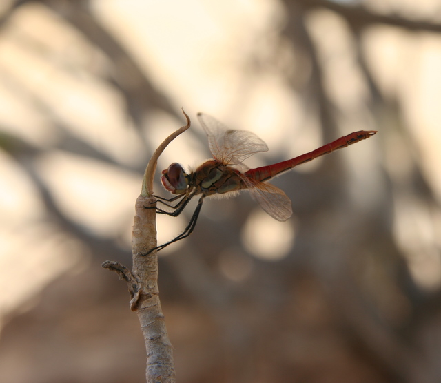 Libelle - die Wüste ist fast vorbei