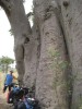 Stretchen am Baobab