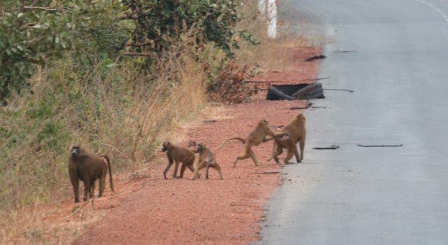 Affen im Niokolo-Koba